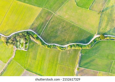 Aerial View Of Green Rice Paddy Field, Farming Cultivation In Agricultural Land At Countryside. Export Products Of Southeast Asia