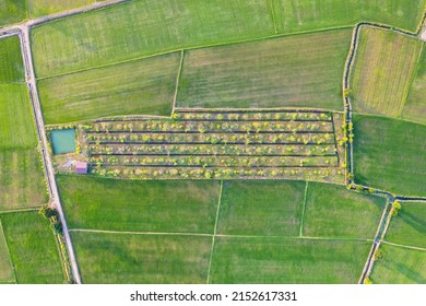 Aerial View Of Green Rice Paddy Field, Farming Cultivation In Agricultural Land At Countryside. Export Products Of Southeast Asia