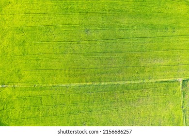 Aerial View Of Green Rice Paddy Field, Farming Cultivation In Agricultural Land At Countryside. Export Products Of Southeast Asia