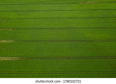 Aerial View Green Soybean Field. Agricultural Industry And Agriculture