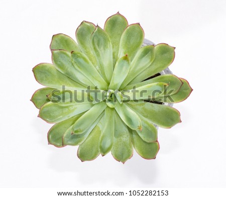 Aerial view of a green suculent isolated on white