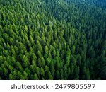 Aerial View of Green Summer Forest with Pine Trees in Turkey.