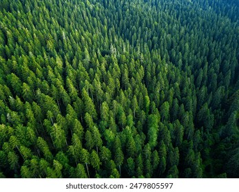 Aerial View of Green Summer Forest with Pine Trees in Turkey.