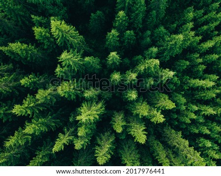 Aerial view of green summer forest with spruce and pine trees in Finland.
