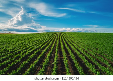 Aerial view of a green summer vineyard. - Shutterstock ID 1114591454