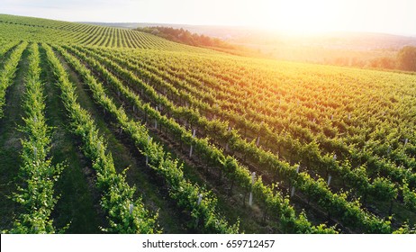Aerial view  of a green summer vineyard at sunset - Shutterstock ID 659712457