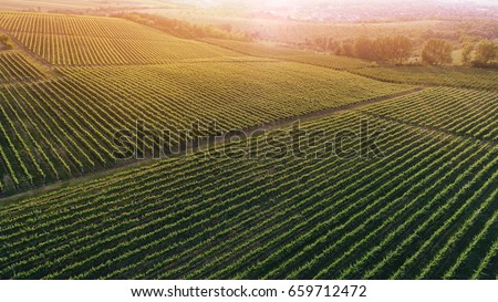 Aerial view  of a green summer vineyard at sunset