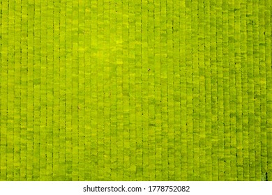 Aerial View Of Green Tea Farm At Daehan Dawon Tea Plantation Near Boseong-gun, South Korea
