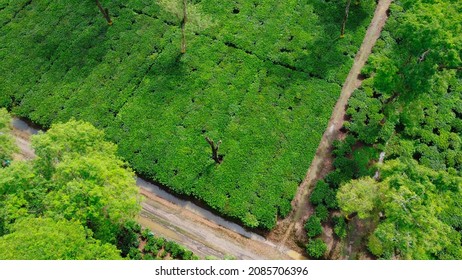 6,973 Aerial View Green Tea Images, Stock Photos & Vectors | Shutterstock