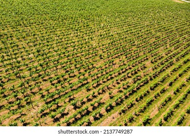 Aerial View. Green Vineyards. Jura Wine Region, France.