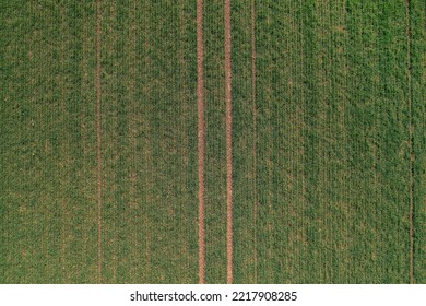 Aerial View Of Green Wheat Crop Seedling Field, Top View Drone Pov