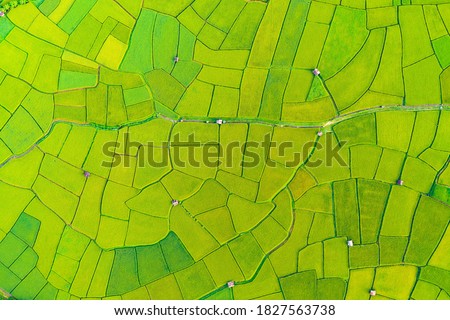 Aerial view of the green and yellow rice field, of agriculture in rice fields for cultivation in Nan Province, Thailand. Natural the texture for background