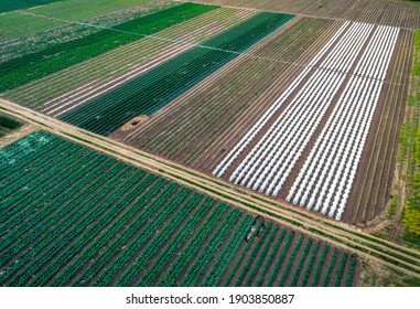 Aerial View Of Greenhouse And Vegetables Fields In Small Farming Area. Agricultural Field From Above.