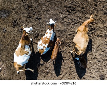 Aerial View Of A Group Of Cows And Their Calfs 