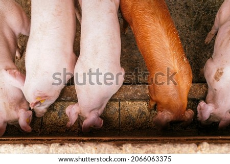 Aerial view of a group of different pigs eating from a cannal in a farm