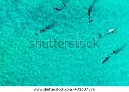 Aerial view of group of dophines in a tropical lagoon