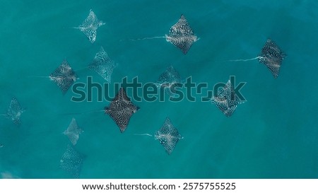 aerial view of a group of eagle rays, It includes shades of aqua, turquoise, and teal, evoking an underwater scene. The associated tags suggest themes of swimming, diving, and oceanic animals 