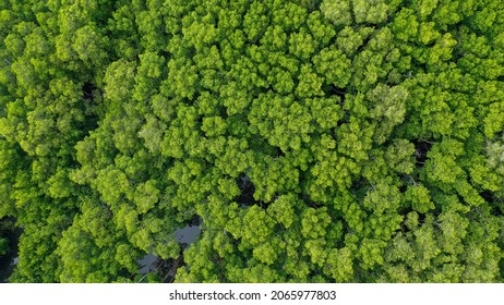 Aerial view of group green tress on Sunny day. - Shutterstock ID 2065977803