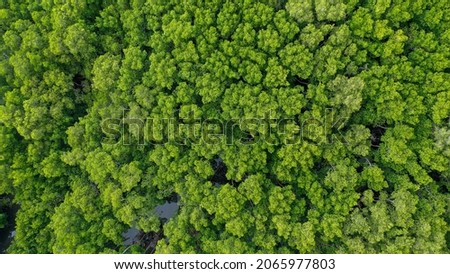 Aerial view of group green tress on Sunny day.