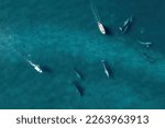 Aerial view of group of grey whales eschrichtius robustus, Baja California Mexico