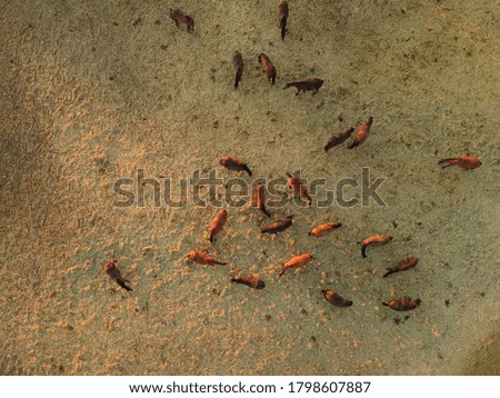 Similar – Image, Stock Photo The herd of horses follows the young rider to the pasture