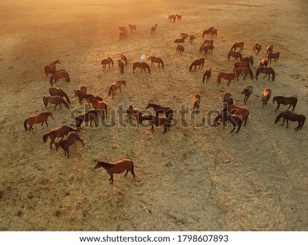 Similar – Image, Stock Photo The herd of horses follows the young rider to the pasture