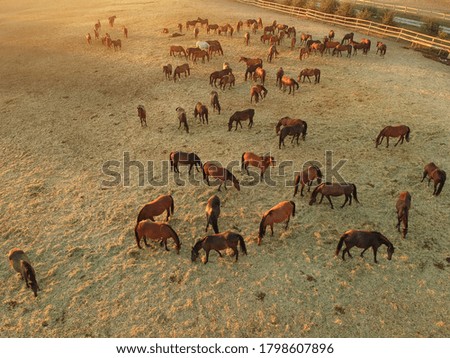 Similar – Image, Stock Photo The herd of horses follows the young rider to the pasture