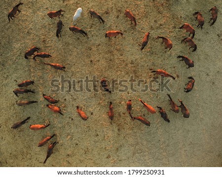 Similar – Image, Stock Photo The herd of horses follows the young rider to the pasture