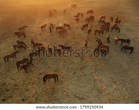 Similar – Image, Stock Photo The herd of horses follows the young rider to the pasture