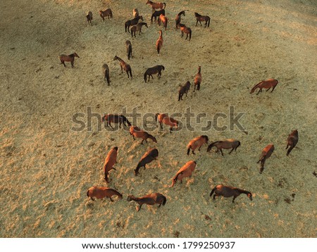 Similar – Image, Stock Photo The herd of horses follows the young rider to the pasture