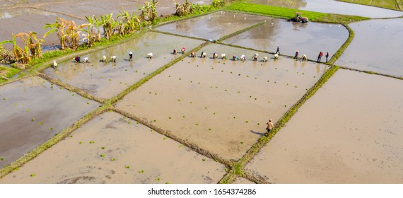 Aerial view of group of traditional asian farmer planting rice on a beautiful field filled with water, People work farming profession rural villager