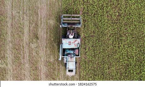 Aerial View Of Hemp Combine Harvester Collecting Cannabis Sativa Plants For Cbd Production On A Farm Field.
