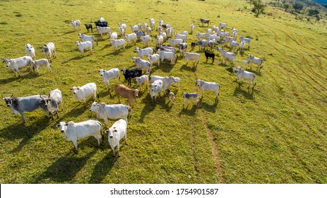 Aerial view of herd nelore cattel on green pasture in Brazil