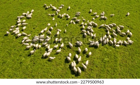 Aerial view of a herd of sheeps. Grazing animals.