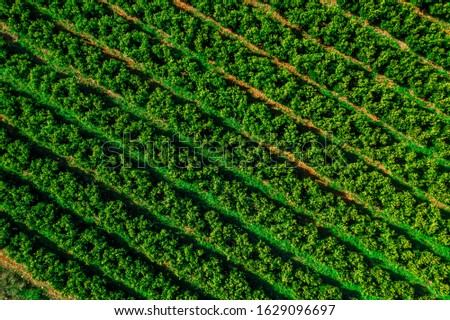 Aerial view of horizontal rows of an orange grove in Central Spain in January.