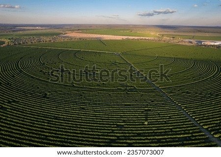 Aerial view of huge coffee field plantation in modern farm land on sunny summer day in cerrado of Brazil. Concept of agriculture, ecology, environment, sustainability.