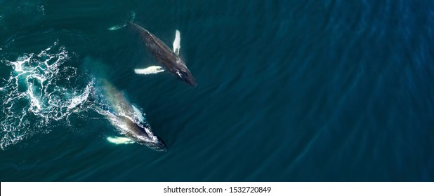 Aerial View Of Huge Humpback Whales, Iceland, Europe.