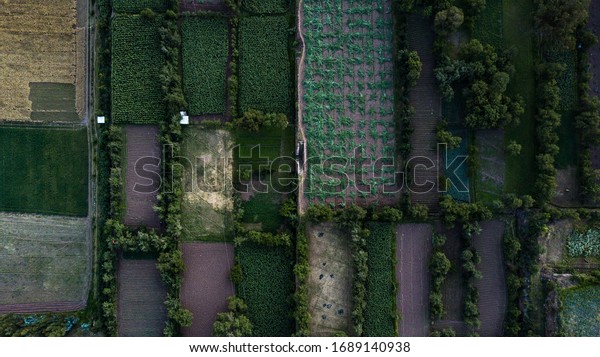 Aerial view of Inca style divided fields of different\
crops and plants. Ancient agriculture, Inca ruins, cultivating\
plants 