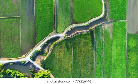 Aerial view.  An irrigation system channeled the water throughout the plantation area. - Powered by Shutterstock