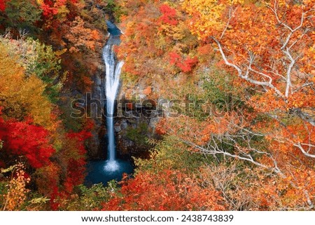 Aerial view of Komadome Waterfall flowing thru a colorful autumn forest and tumbling down the rocky cliff into a gorge, in Yumoto, Nasu, Tochigi Prefecture, Japan. Japanese countryside in fall season
