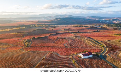 Aerial View Of La Rioja Vineyards, Spain