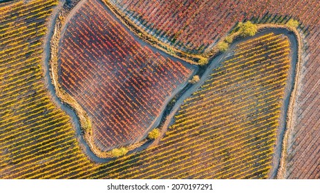 Aerial View Of La Rioja Vineyards, Spain