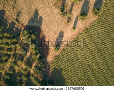 An aerial view of a land plot and trees in Algarve, Portugal on a summer day