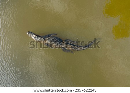 Aerial view of a large adult American Alligator in Mobile Bay, Alabama