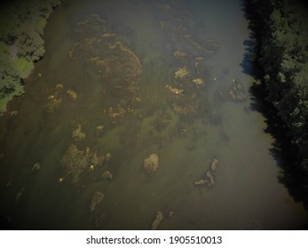 Aerial view of large amounts of river weeds in murky brown water on the Nepean River, NSW, Australia - Shutterstock ID 1905510013