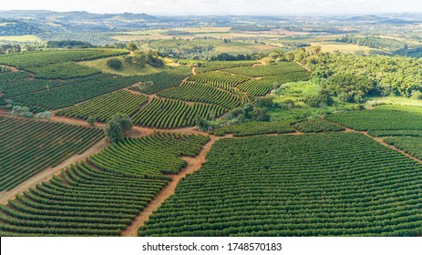 Aerial View Of A Large Brazilian Farm With Coffee Plantation. Coffee Plantation In Brazil.