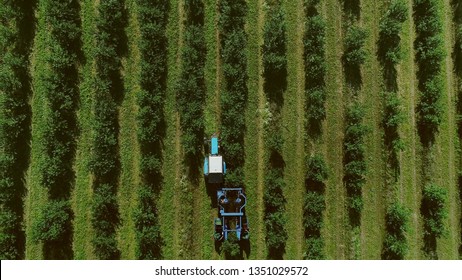 Aerial View. A Large Orchard. Cherries Are Planted In Neat Rows. Harvester Collects Cherries. Tractor Pulls The Combine. Rake Knocking Berries. Machine Picks Berries. People Work Near A Fruit