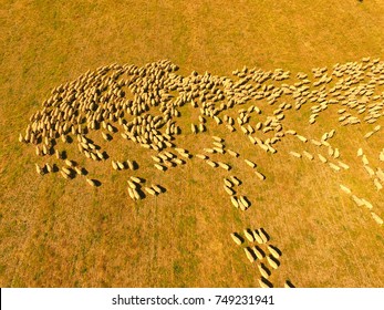 Aerial View Of Large Sheep Herd In Outback Australia With Farmer And Sheep Dog Working N Large Sheep Station