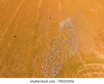 Aerial View Of Large Sheep Herd In Outback Australia With Farmer And Sheep Dog Working N Large Sheep Station