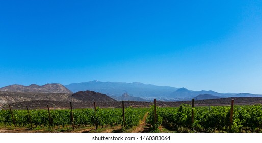 aerial view of a large vineyard with bunches of grapes ready for harvest. Mountains and hills in the background. Blue sky. Sun of the sunset - Shutterstock ID 1460383064